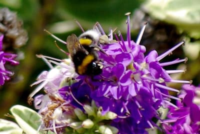 Bzzz3 inc73c - Eugenol