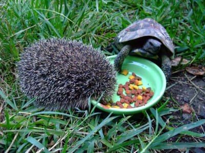 Dscf1751 ll4pfk - Eugenol