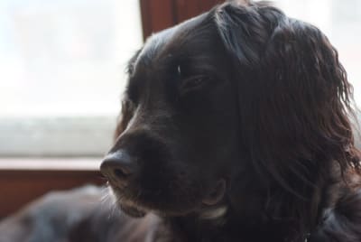 Dscf9659 t035xe - Eugenol