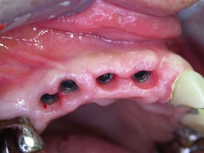 Dscn2032 pjngra - Eugenol