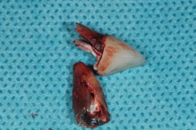 Dsc 0494 pcd75k - Eugenol