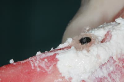 Dsc 2732 l58azf - Eugenol