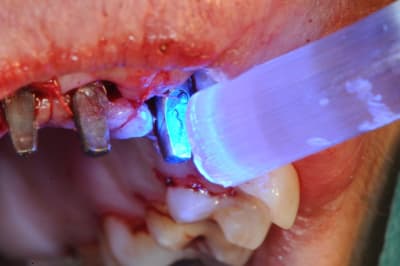 Dsc 3017 zp5y4f - Eugenol