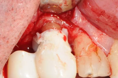 Dsc 5083 nhglhx - Eugenol