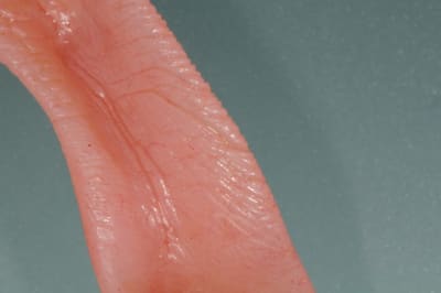 Dsc 6536 btiftr - Eugenol