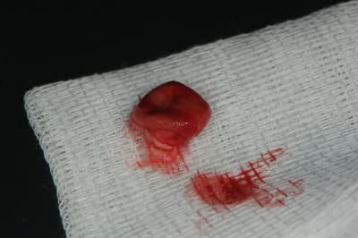 Dsc 6757 l1fo8s - Eugenol