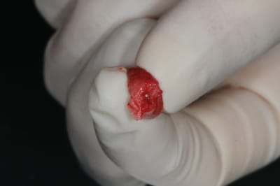 Dsc 6762 m98kig - Eugenol