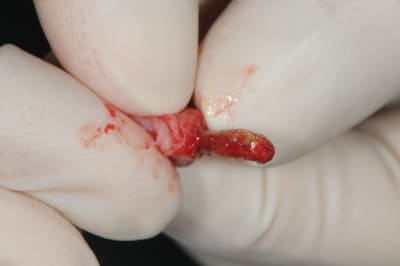 Dsc 6767 mlycsh - Eugenol