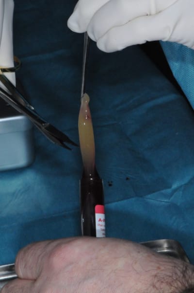 Dsc 8566 goubyq - Eugenol