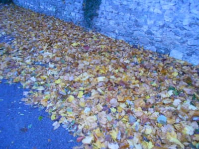 Feuilles ou sous ysgdwg - Eugenol