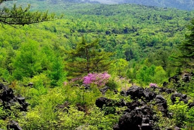 Gkz  13  tgngp5 - Eugenol