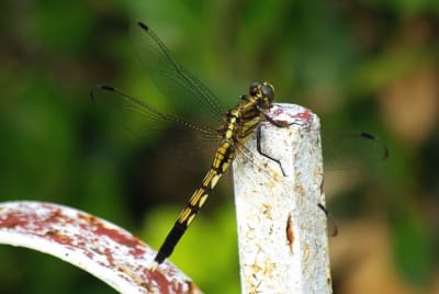 I3259 vqzirw - Eugenol