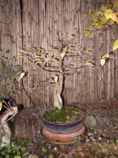 Imgp0244 hpdep8 - Eugenol