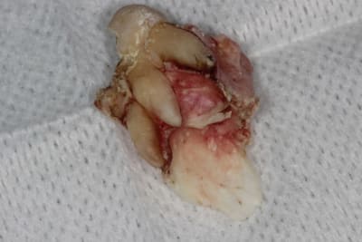 Img 0360 kjkyf4 - Eugenol