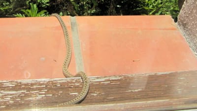 Img 0954 ypay02 - Eugenol