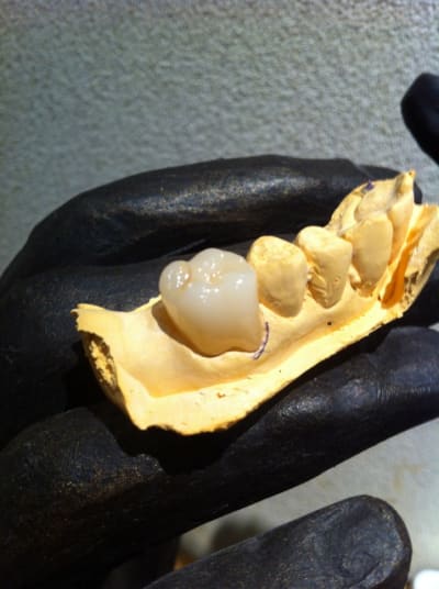 Img 1943 vtvxkc - Eugenol