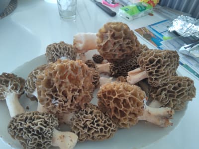 Img 20190425 121841 p3h9pm - Eugenol