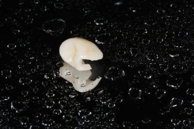 Img 2375 qlt5el - Eugenol