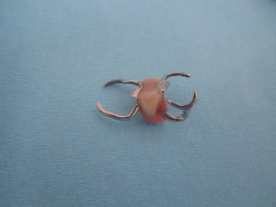 Img 3550 plxlwm - Eugenol