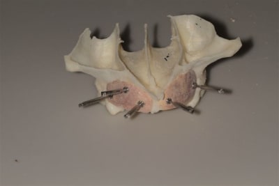 Img 6301 k0buje - Eugenol