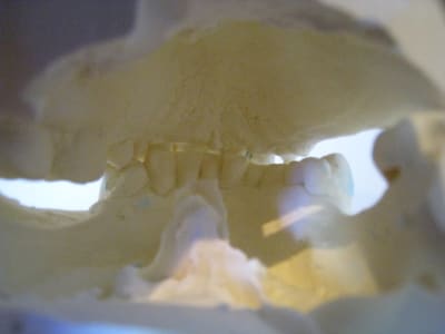 Img 9509 hxqcyk - Eugenol