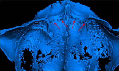 Image3 hr5eep - Eugenol