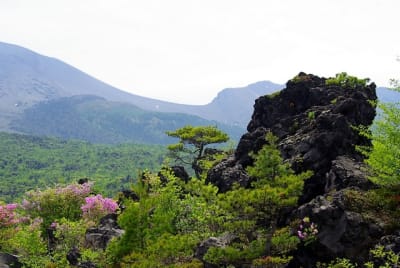 Kn  5  msleqo - Eugenol