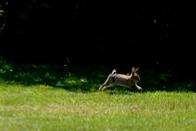 Lpe p3ddj4 - Eugenol