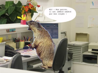 Marmotte bulle secretarait cong s hd1yjt - Eugenol