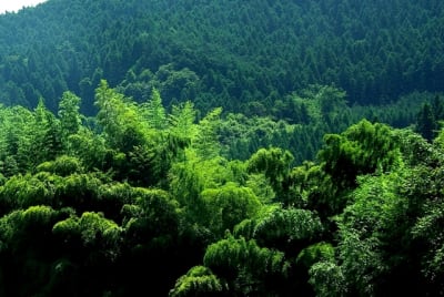 Ntk  4  nqa0zu - Eugenol