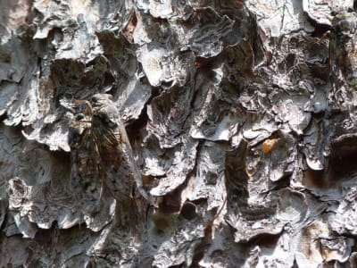 P1000480 mdei0j - Eugenol