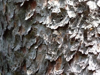 P1000482 axehpv - Eugenol