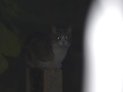 P6070887 bqpbgm - Eugenol