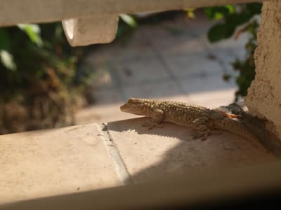 P7010996 dvqdmi - Eugenol