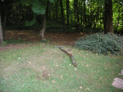 Pict0015 vuipyk - Eugenol