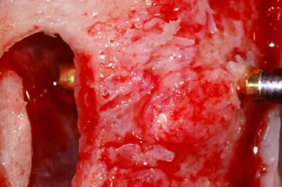 Pict1524 crop100  k8tg3y - Eugenol