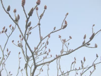 Rhus en hiver 1 sfitap - Eugenol