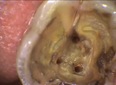 S5 eqwzld - Eugenol