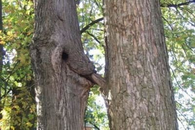 Sans titre3 tgytju - Eugenol