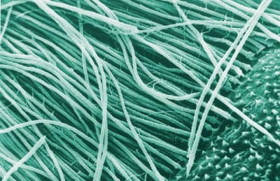 Tubuli 01b w6nk0p - Eugenol