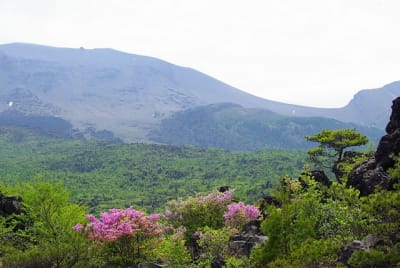 Zbt  12  fsfwyh - Eugenol