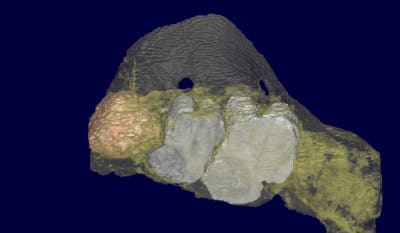 Armand 3d6 s2f2ke - Eugenol