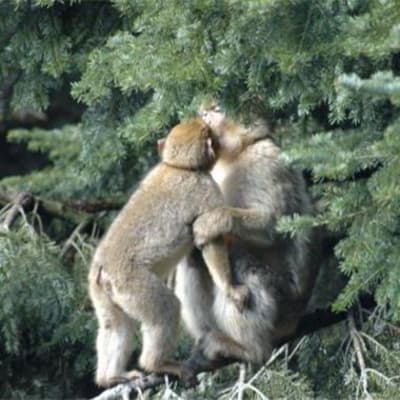 Baiser à la montagne des singes ss1gyl - Eugenol