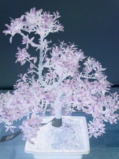 Bonsa  lumineux khogrq - Eugenol