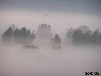 Brume matinale tdwrmd - Eugenol