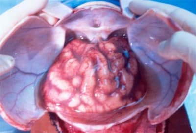 Ce matin eszjua - Eugenol