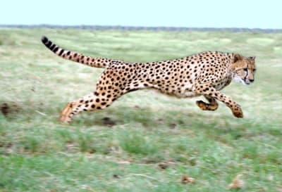 Cheeta rent 450 dlldoa - Eugenol