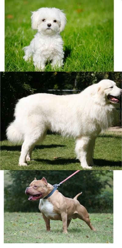 Chien chien iywugs - Eugenol