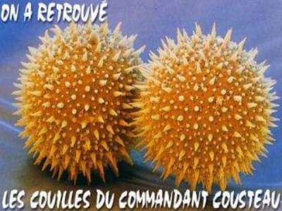 Cousteau t6flmv - Eugenol
