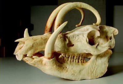 Crane babiroussa 2 qwrpdf - Eugenol